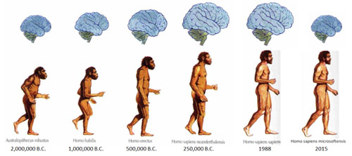 human evolution