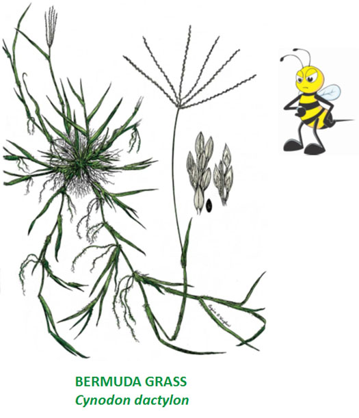 bermuda grass with bee