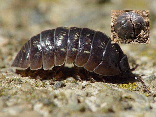 pill-bug-with-rolled-up-pill-bug